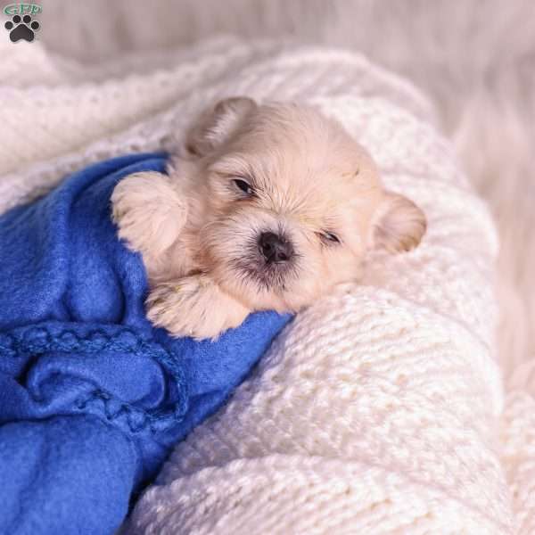 Marlin, Teddy Bear Puppy